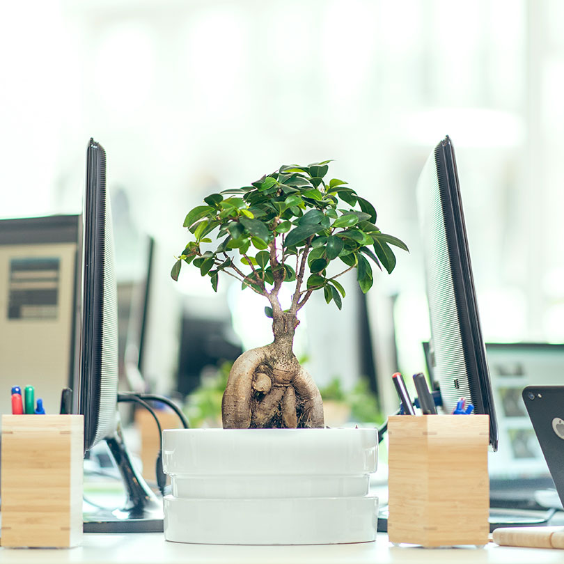 Bonsai de la oficina de Ivory Soluciones Bonsai de la oficina de Ivory Soluciones